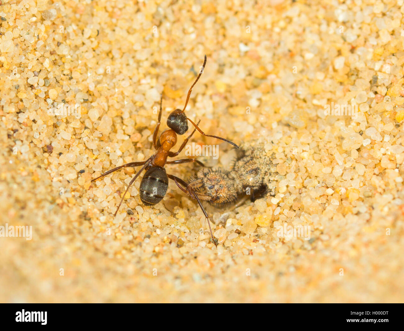 Europäische antlion (Euroleon nostras), ausgereifte Antlion und die erfassten Ant (Formica rufibarbis) Kämpfen am Boden der konischen Grube, Deutschland Stockfoto