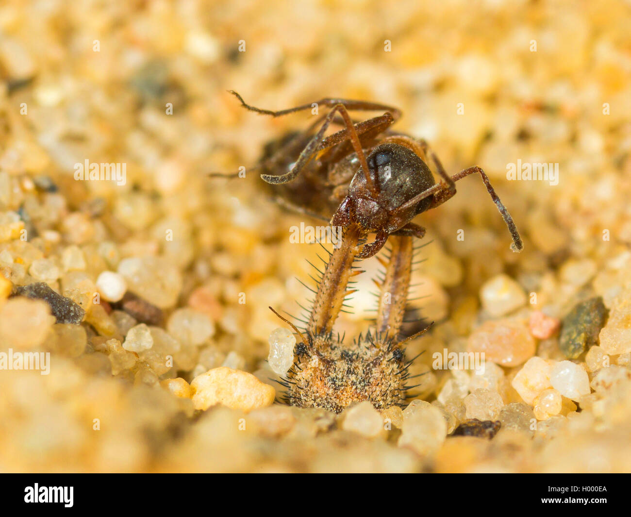 Europäische antlion (Euroleon nostras), ausgereifte Antlion saugt aus einem erfassten Ant (Formica rufibarbis) am Grund des konischen Grube, Deutschland Stockfoto