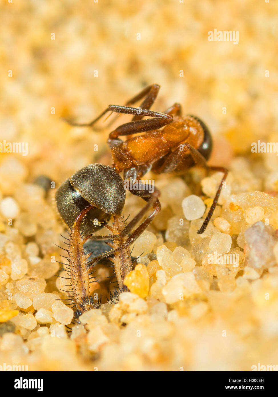 Europäische antlion (Euroleon nostras), ausgereifte Antlion saugt aus einem erfassten Ant (Formica rufibarbis) am Grund des konischen Grube, Deutschland Stockfoto