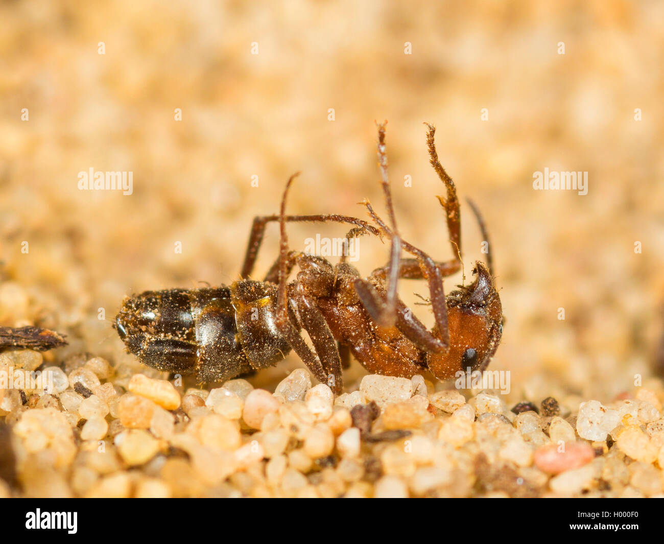 Europäische antlion (Euroleon nostras), saugte Ant (Formica rufibarbis) aus dem konischen Grube, Deutschland Stockfoto
