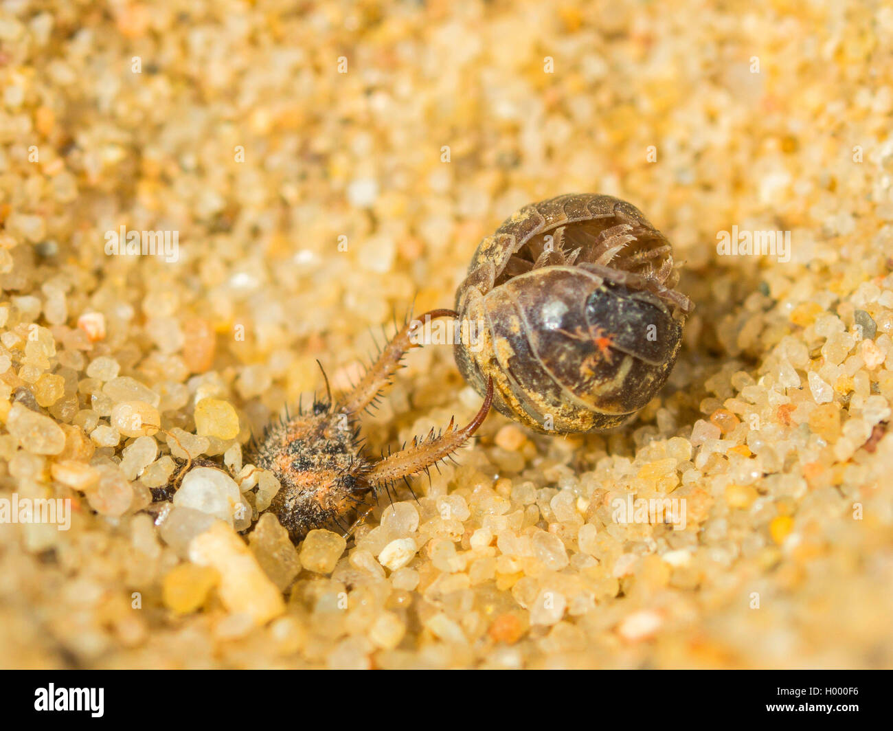 Europäische antlion (Euroleon nostras), ausgereifte Antlion und die erfassten Isopoda Kämpfen am Boden der konischen Grube, Deutschland Stockfoto