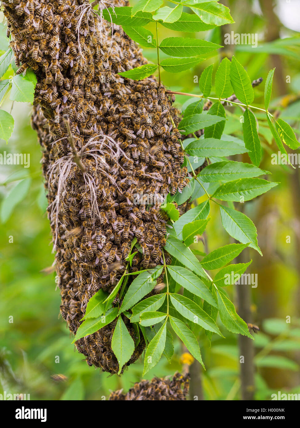 Honey Bee, hive Biene (Apis mellifera mellifera), Schärmen biene Schwarm in eine Europäische Esche (Fraxinus excelsius), Deutschland Stockfoto