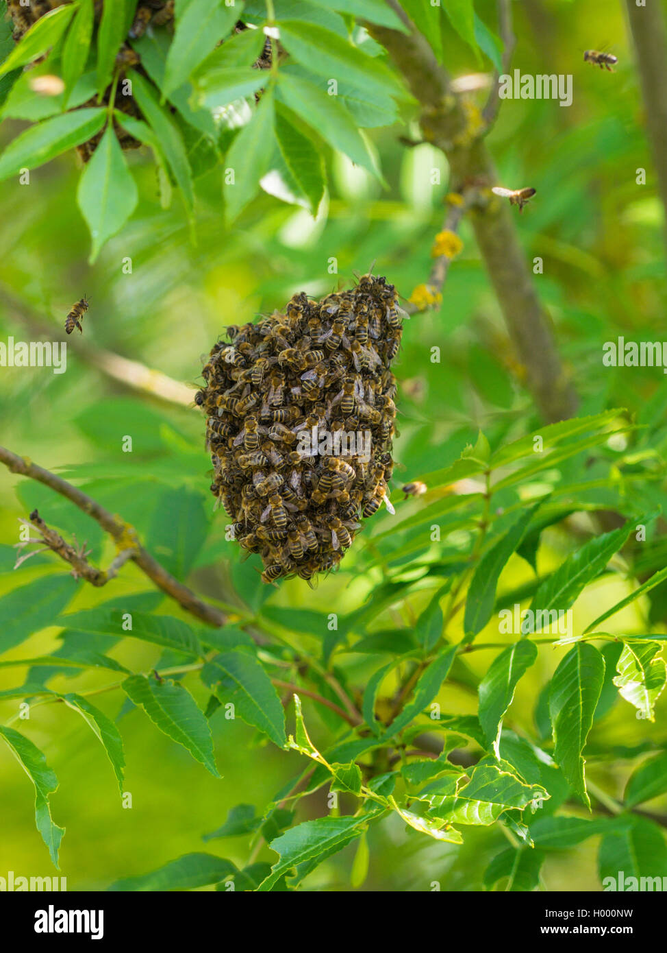 Honey Bee, hive Biene (Apis mellifera mellifera), Schärmen biene Schwarm in eine Europäische Esche (Fraxinus excelsius), Deutschland Stockfoto