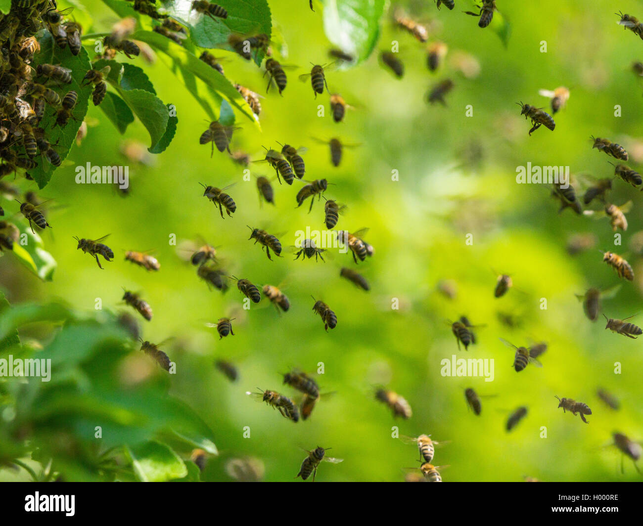 Honey Bee, hive Biene (Apis mellifera mellifera), Schärmen biene Schwarm in einem Apfelbaum, Deutschland Stockfoto