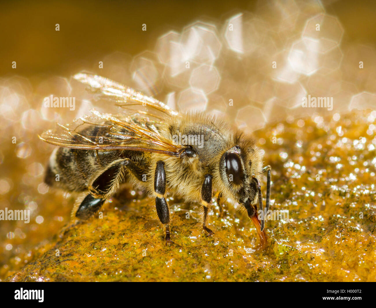 Honey Bee, hive Biene (Apis mellifera mellifera), Bee Trinkwasser auf einem nassen Stein, Deutschland Stockfoto
