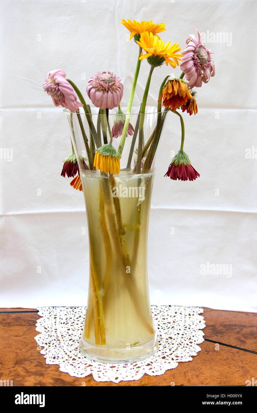 Eine Vase mit Toten und sterbenden Blumen/Blüten in schmutziges Wasser. Stockfoto