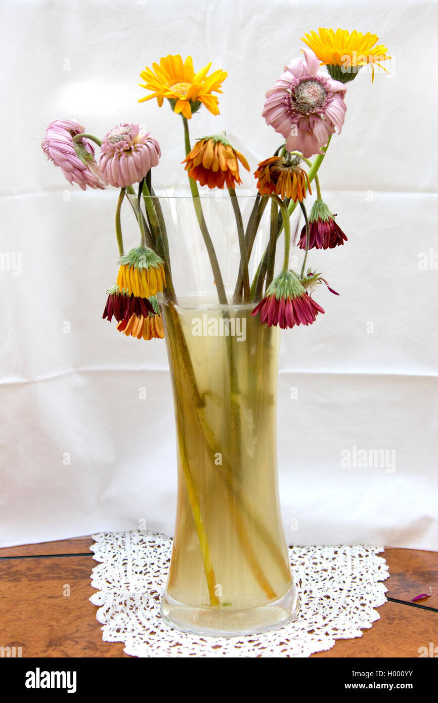 Eine Vase mit Toten und sterbenden Blumen/Blüten in schmutziges Wasser. Stockfoto