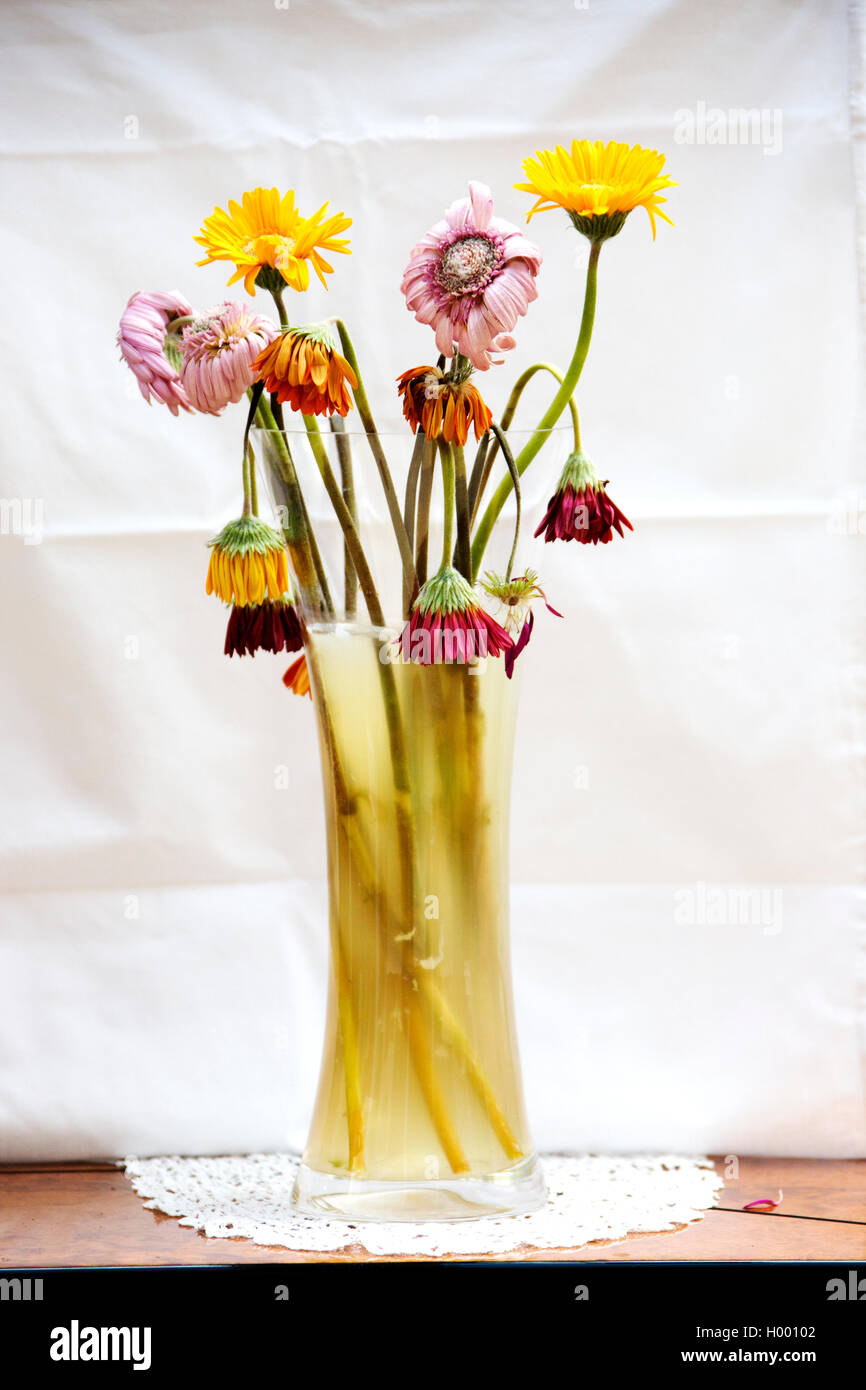 Eine Vase mit Toten und sterbenden Blumen/Blüten in schmutziges Wasser. Stockfoto