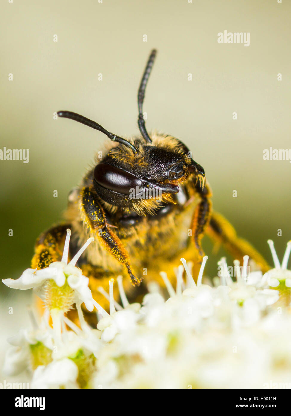 Yellow-legged Mining - Biene (Andrena flavipes), Weibliche Nahrungssuche auf Wilde Möhre (Daucus carota), Deutschland Stockfoto