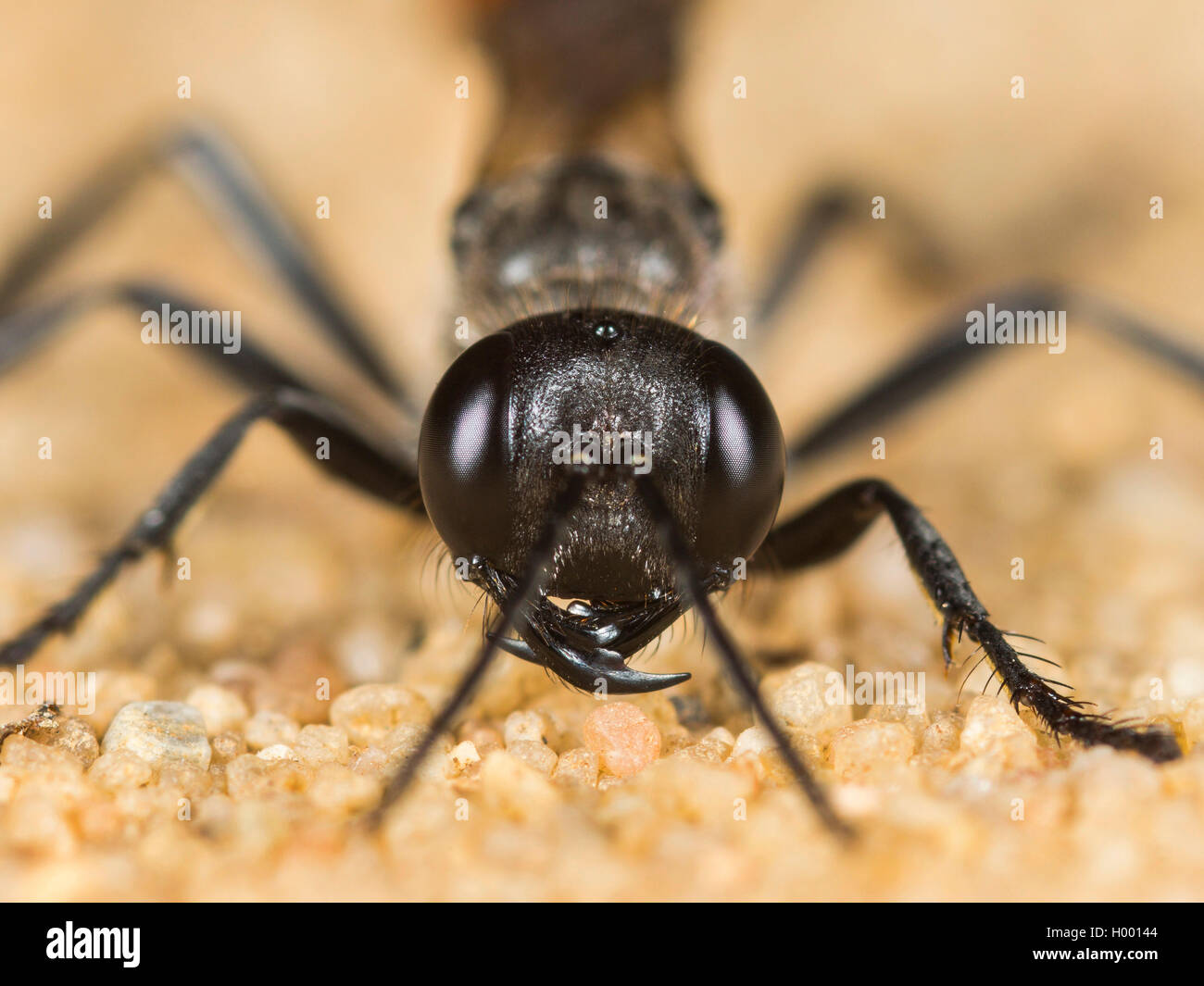 Gemeine Sand-Wespe, Gemeine Sandwespe, Sand-Wespe, Sandwespe (Ammophila Sabulosa), Weibchen Sitzt Auf Sandboden, Deutschland | R Stockfoto