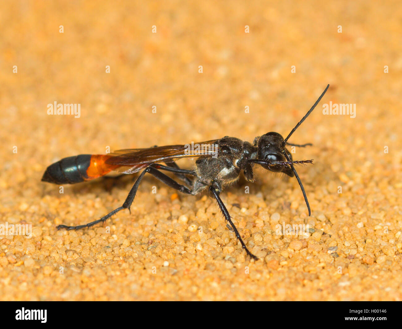 Red-banded sand Wasp (Ammophila sabulosa), Weibliche Reinigung selbst, Deutschland Stockfoto
