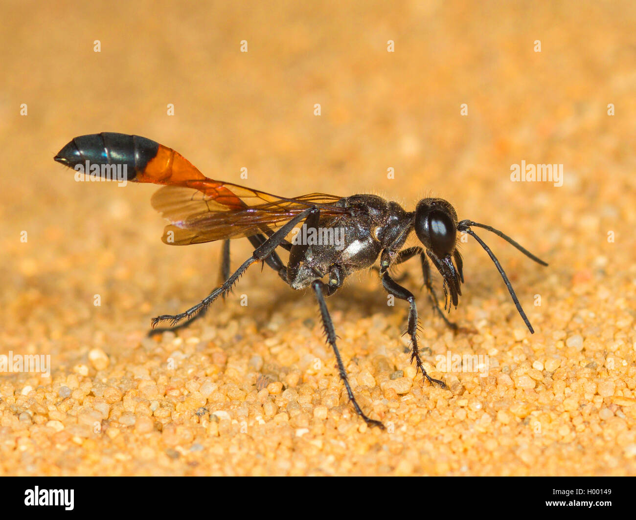 Redbanded sand Wasp (Ammophila sabulosa), Weibliche Reinigung selbst