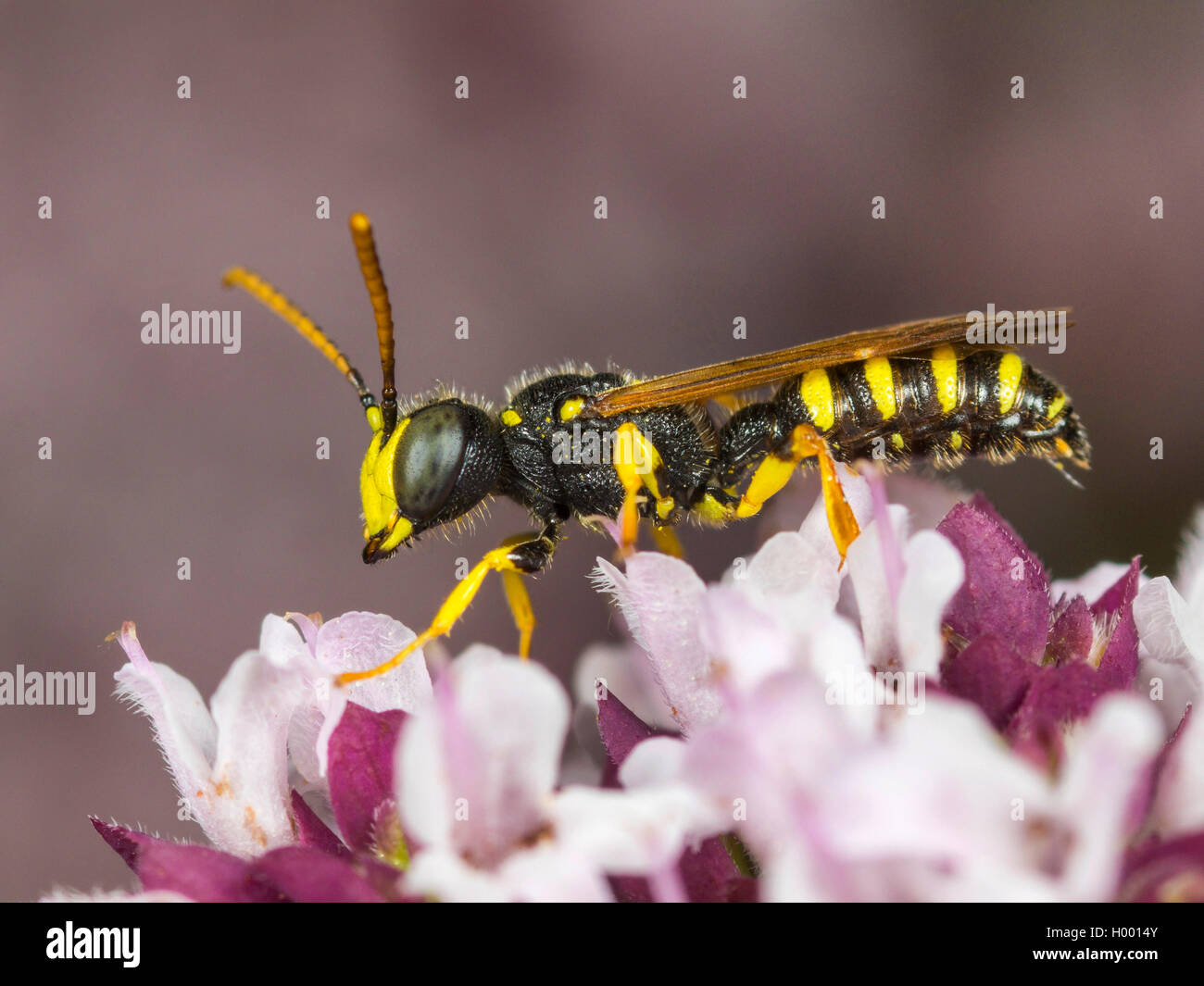 Fünf gebändert Tailed Digger Wasp (Cerceris quinquefasciata), männlich Nahrungssuche auf Oregano (Origanum vulgare), Deutschland Stockfoto