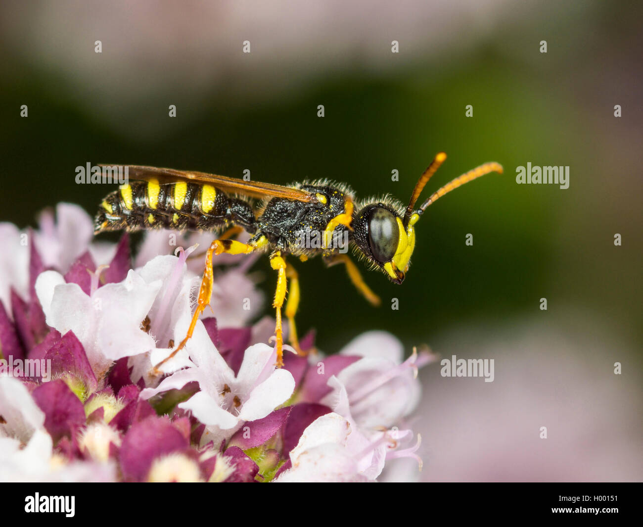 Fünf gebändert Tailed Digger Wasp (Cerceris quinquefasciata), männlich Nahrungssuche auf Oregano (Origanum vulgare), Deutschland Stockfoto