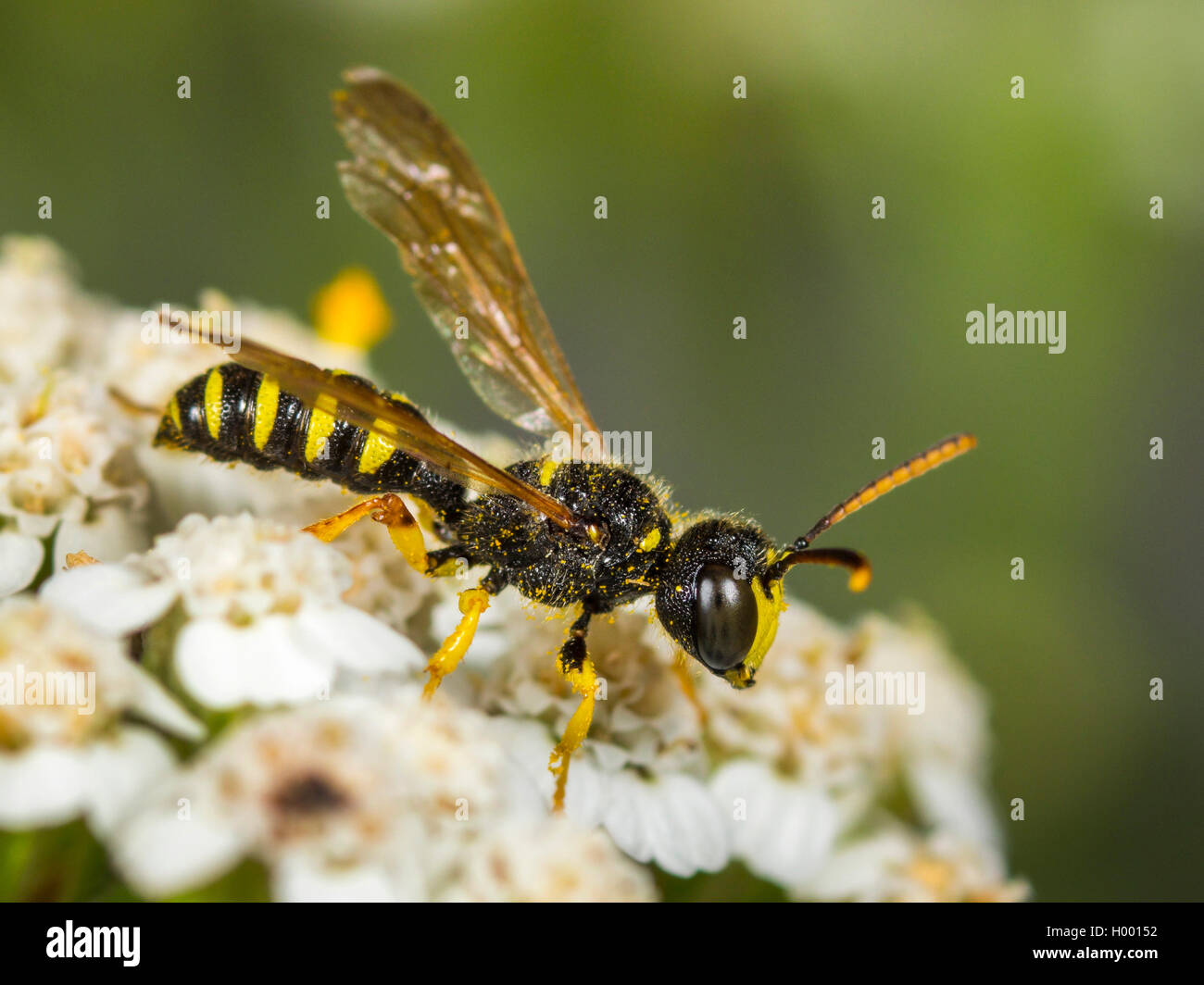 Fünf gebändert Tailed Digger Wasp (Cerceris quinquefasciata), männlich Nahrungssuche auf gemeinsame Schafgarbe (Achillea millefolium), Deutschland Stockfoto