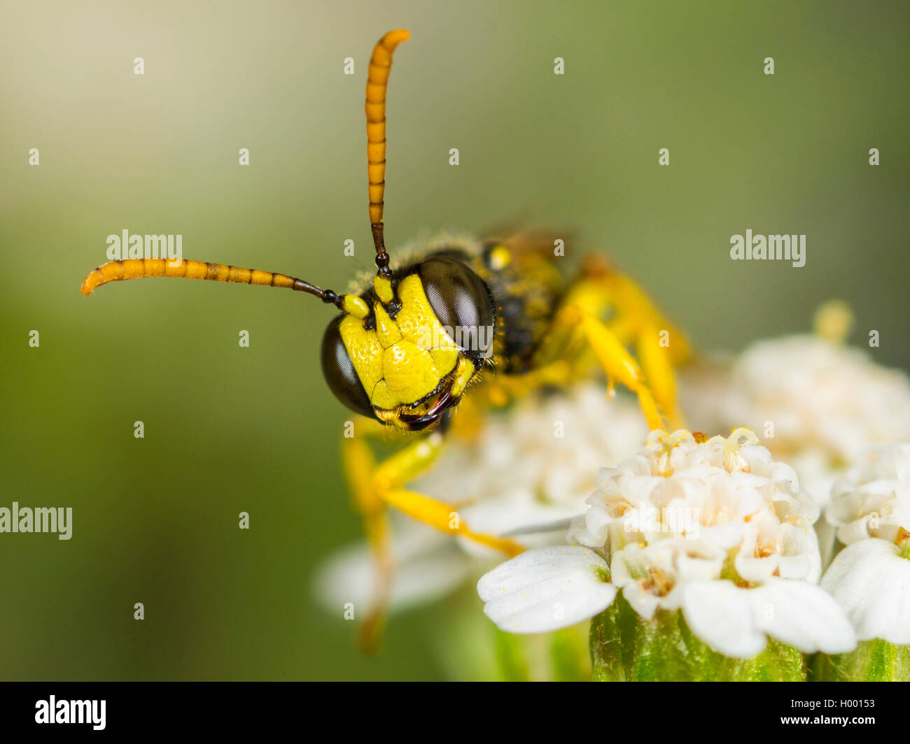 Fünf gebändert Tailed Digger Wasp (Cerceris quinquefasciata), männlich Nahrungssuche auf gemeinsame Schafgarbe (Achillea millefolium), Deutschland Stockfoto