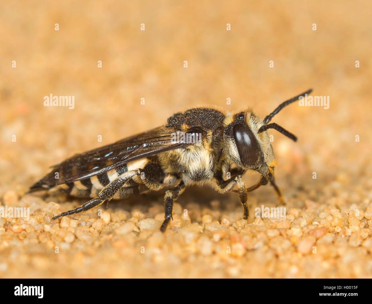 (Megachilidae Coelioxys Conoidea), Weibliche sitzen auf sandigem Boden, Deutschland Stockfoto