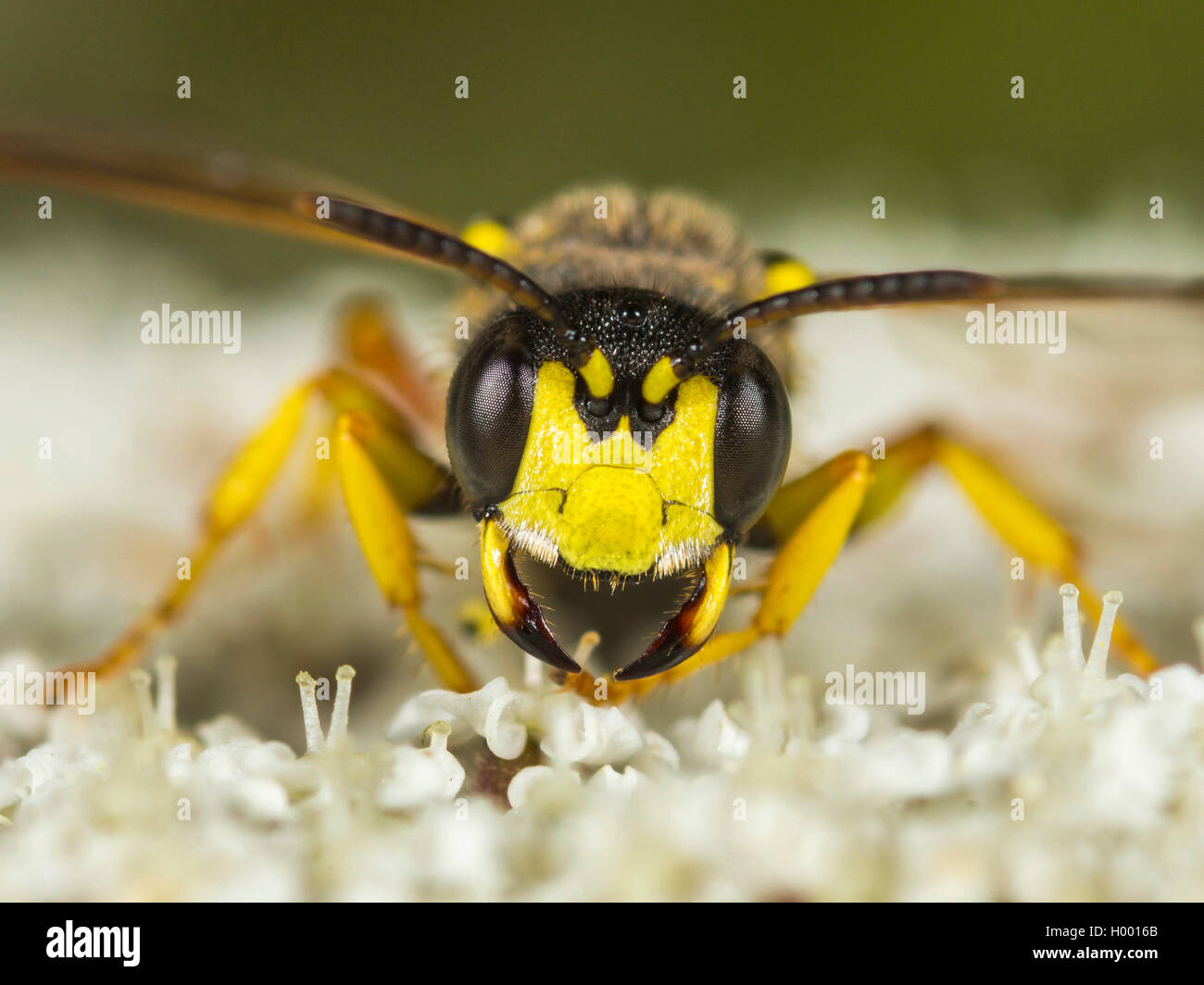 Reich verzierte Tailed Digger Wasp (Cerceris rybyensis), Weibliche in bedrohlichen Haltung auf Wilde Möhre (Daucus carota), Deutschland Stockfoto