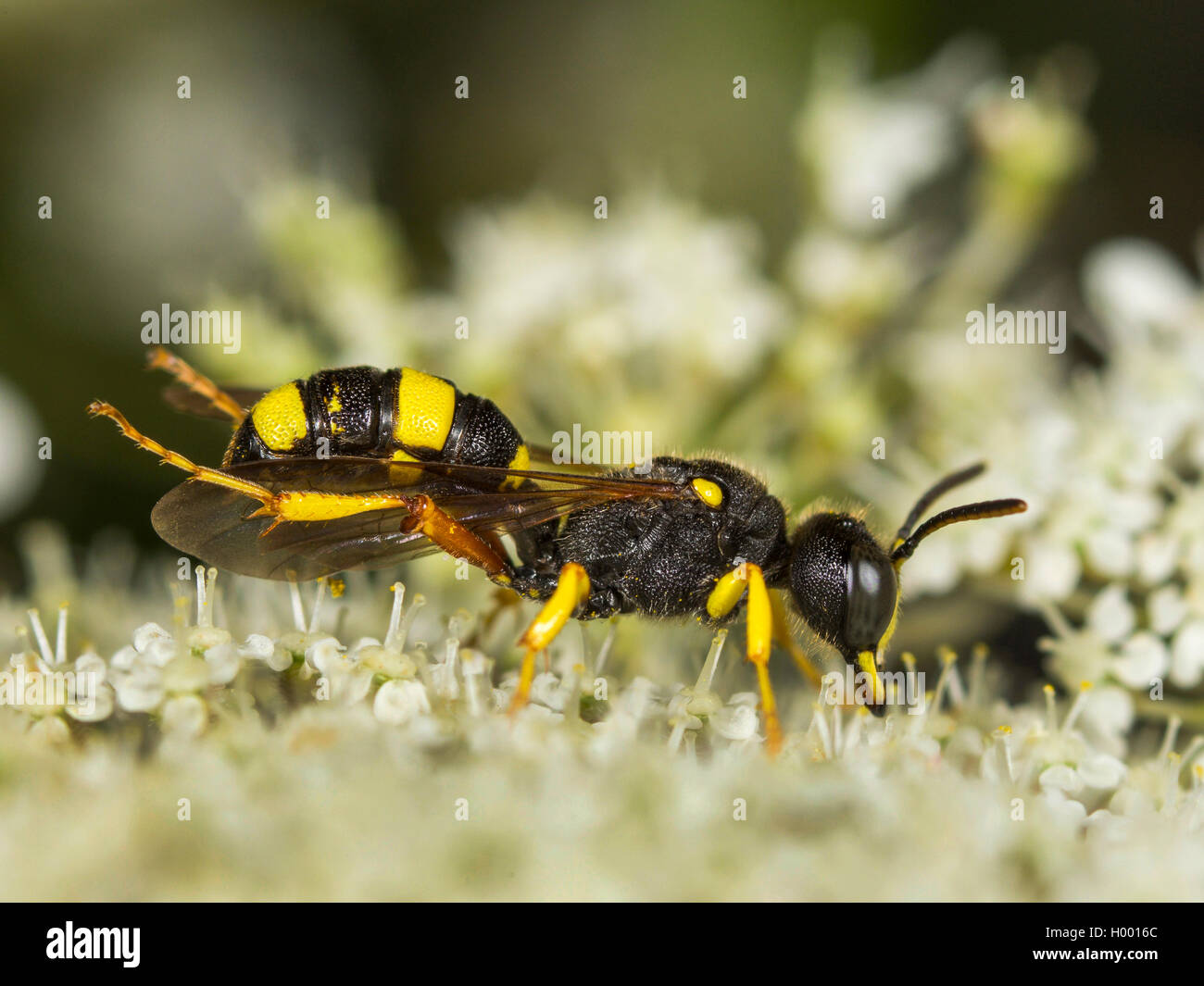 Reich verzierte Tailed Digger Wasp (Cerceris rybyensis), Weibliche Reinigung sich auf Wilde Möhre (Daucus carota), Deutschland Stockfoto