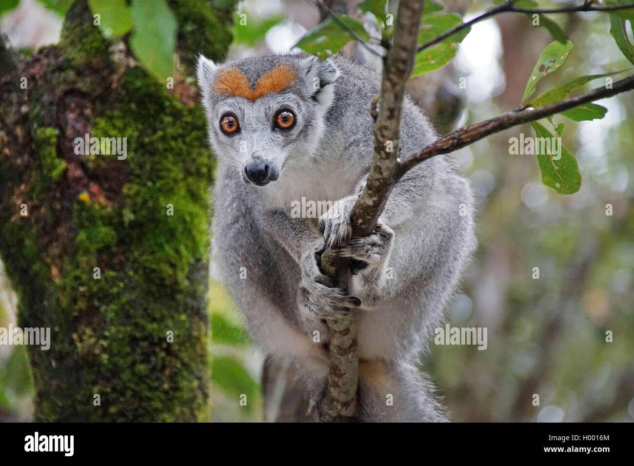 Gekrönt (lemur Lemur coronatus, Petterus coronatus, Eulemur coronatus), Weibliche, Madagaskar Stockfoto