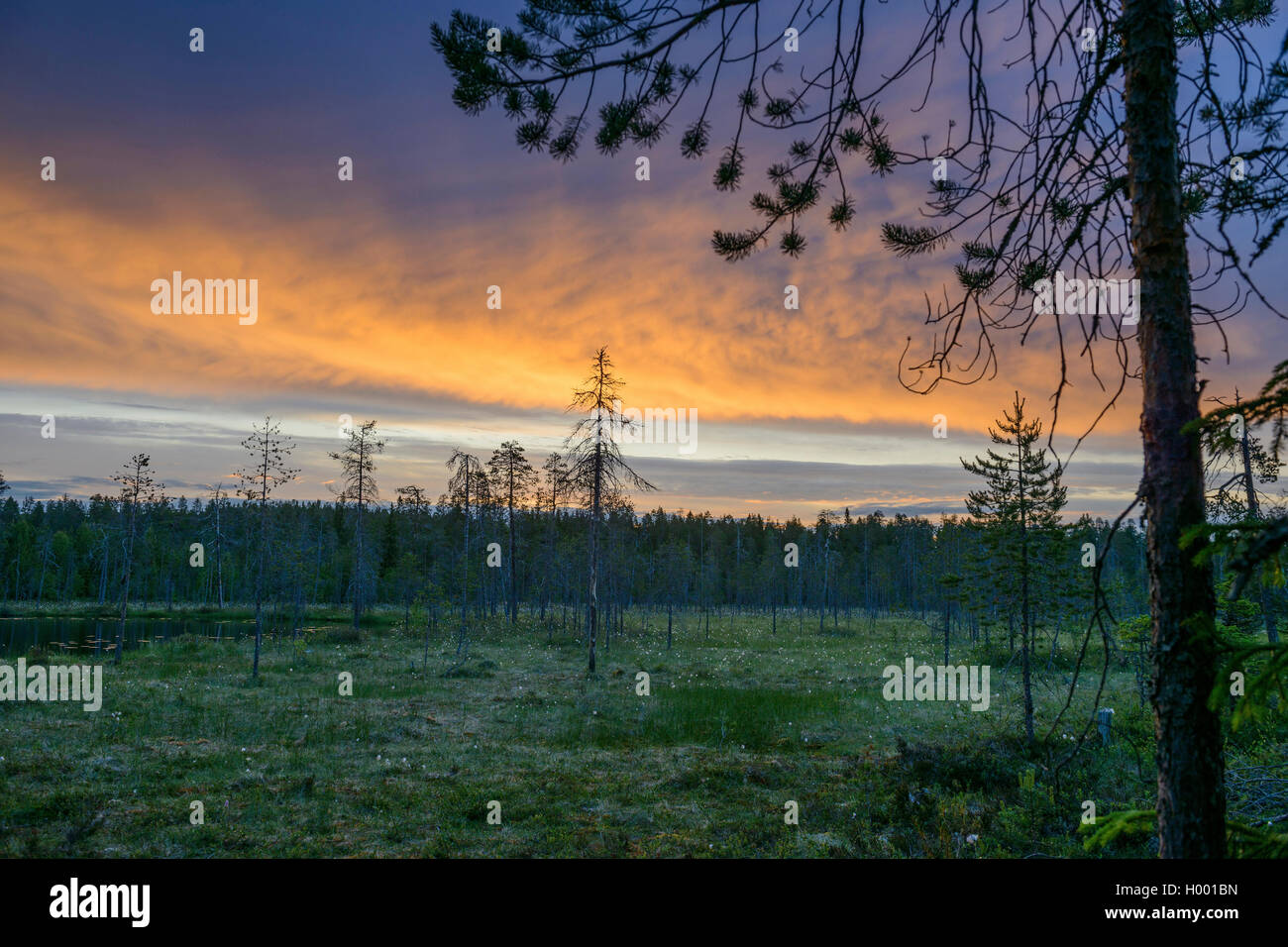 Moorland in der Finnischen Taiga vor Sonnenaufgang, Finnland, Taigawald Stockfoto