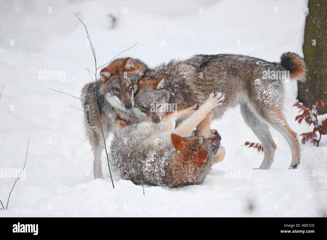 Europaeischer Wolf, Europaeischer Grauwolf, Gewoehnlicher Wolf