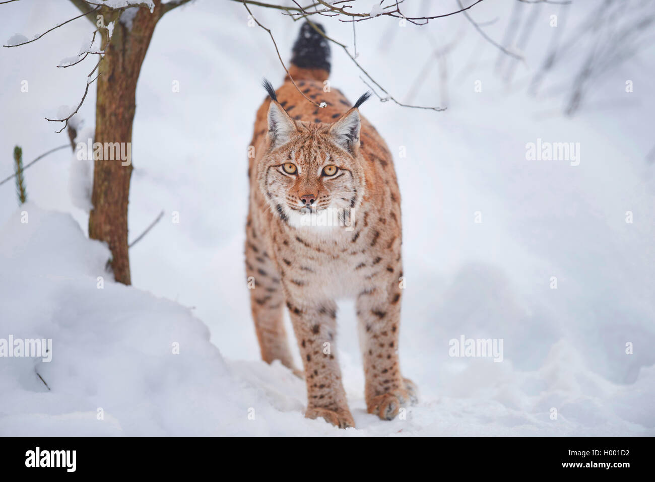 Karpaten Luchs (Lynx lynx Carpathicus), Wandern im Schnee, Vorderansicht, Deutschland, Bayern, Nationalpark Bayerischer Wald Stockfoto