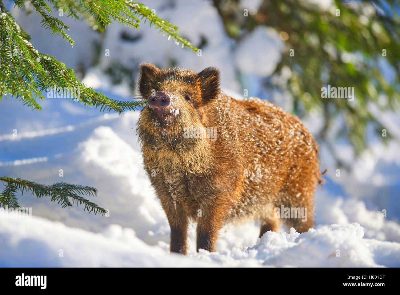 Wilde Eber, Schwein, Wildschwein (Sus scrofa), im Winter Wald, Deutschland, Bayern, Nationalpark Bayerischer Wald Stockfoto