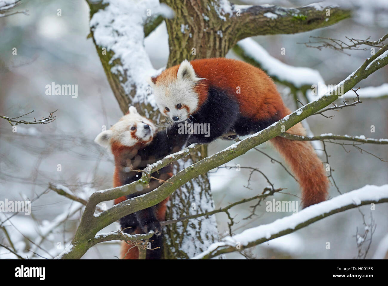 Lesser Panda, Panda (Ailurus fulgens), ein Paar auf einem Baum im Winter Stockfoto
