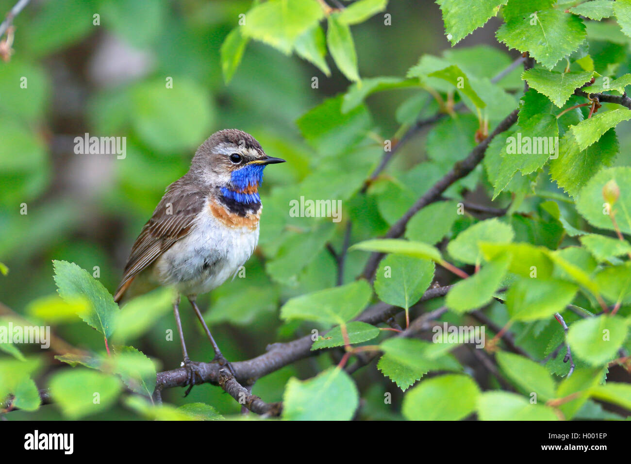 Blaukehlchen (Luscinia svecica svecica), männlich in einem Willow Tree, Finnland, Karesuando Stockfoto