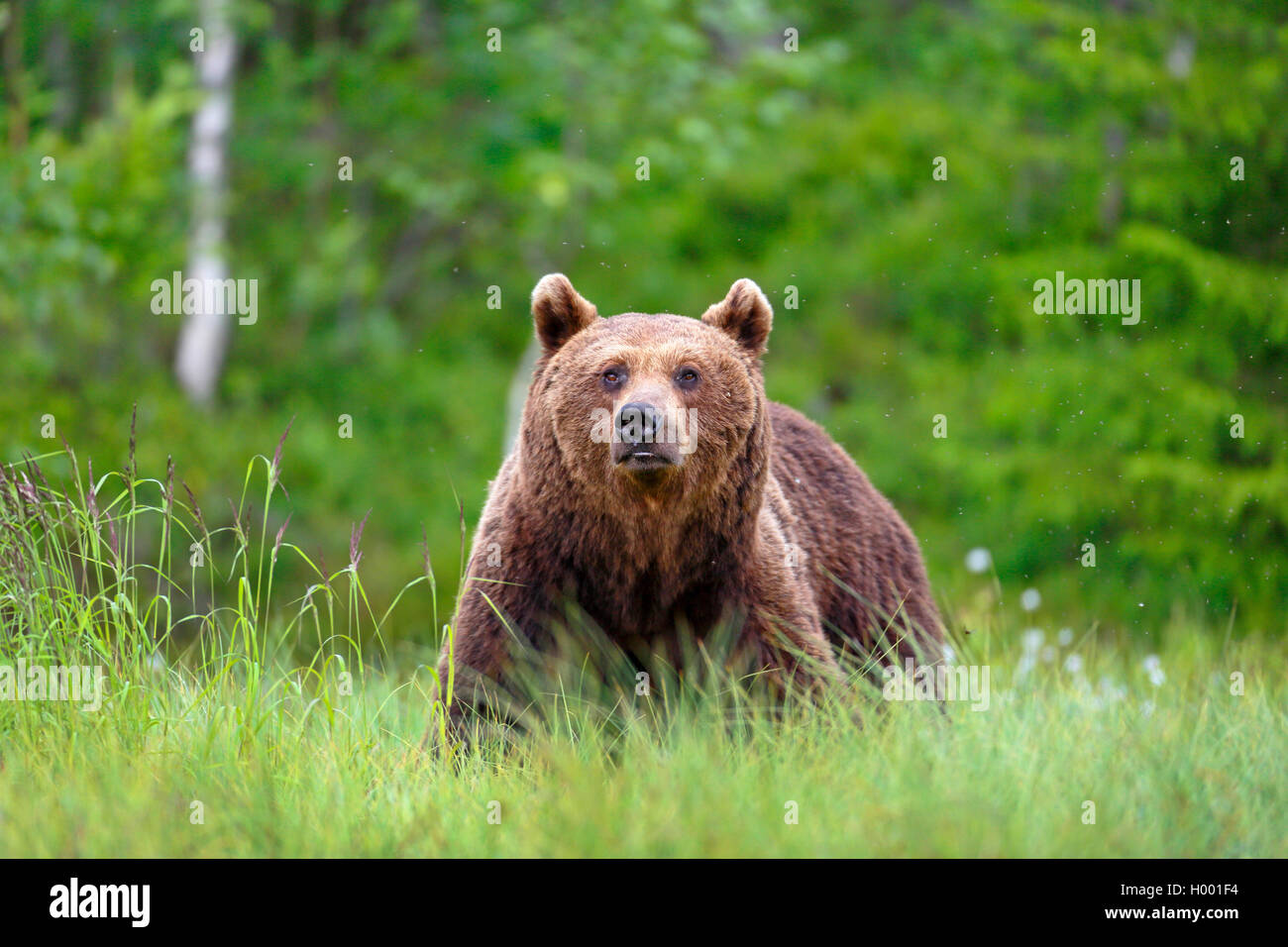 Europäische Braunbär (Ursus arctos arctos), steht am Waldrand, Finnland, Vartius Stockfoto