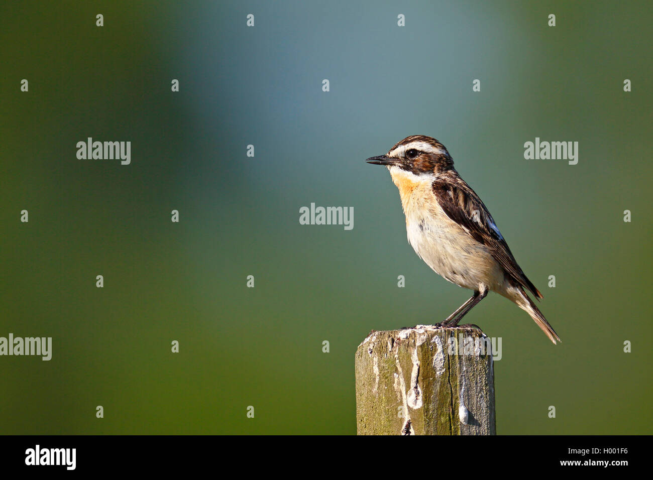 Braunkehlchen (Saxicola rubetra), männlich sitzt auf einer Stange, Schweden, Oeland Stockfoto