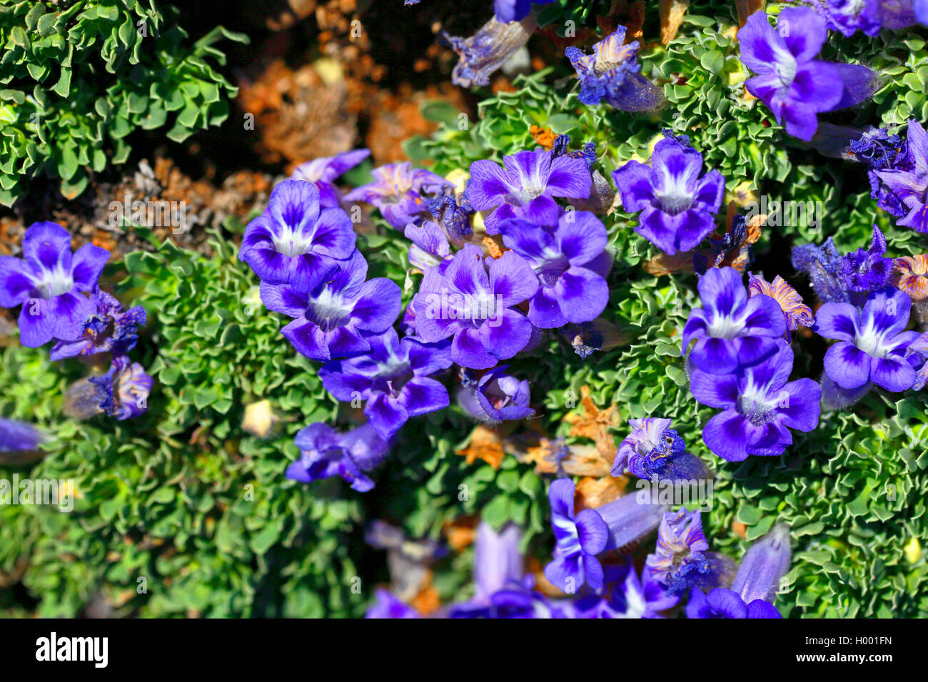 Teppich Blume, Brandblare, Brandbossie (Aptosimum procumbens), Blüte, Südafrika, Western Cape, Karoo National Park Stockfoto