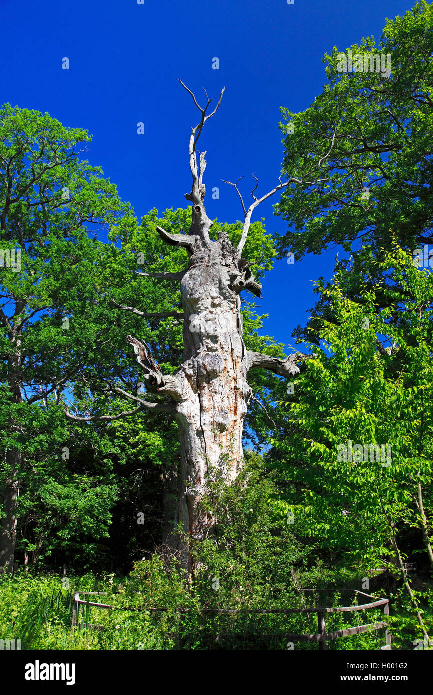 Gemeinsame Eiche, Pedunculate oak, Englischer Eiche (Quercus robur), sehr alten Baum in Halltrops Hage Naturschutzgebiet, Schweden, Oeland Stockfoto