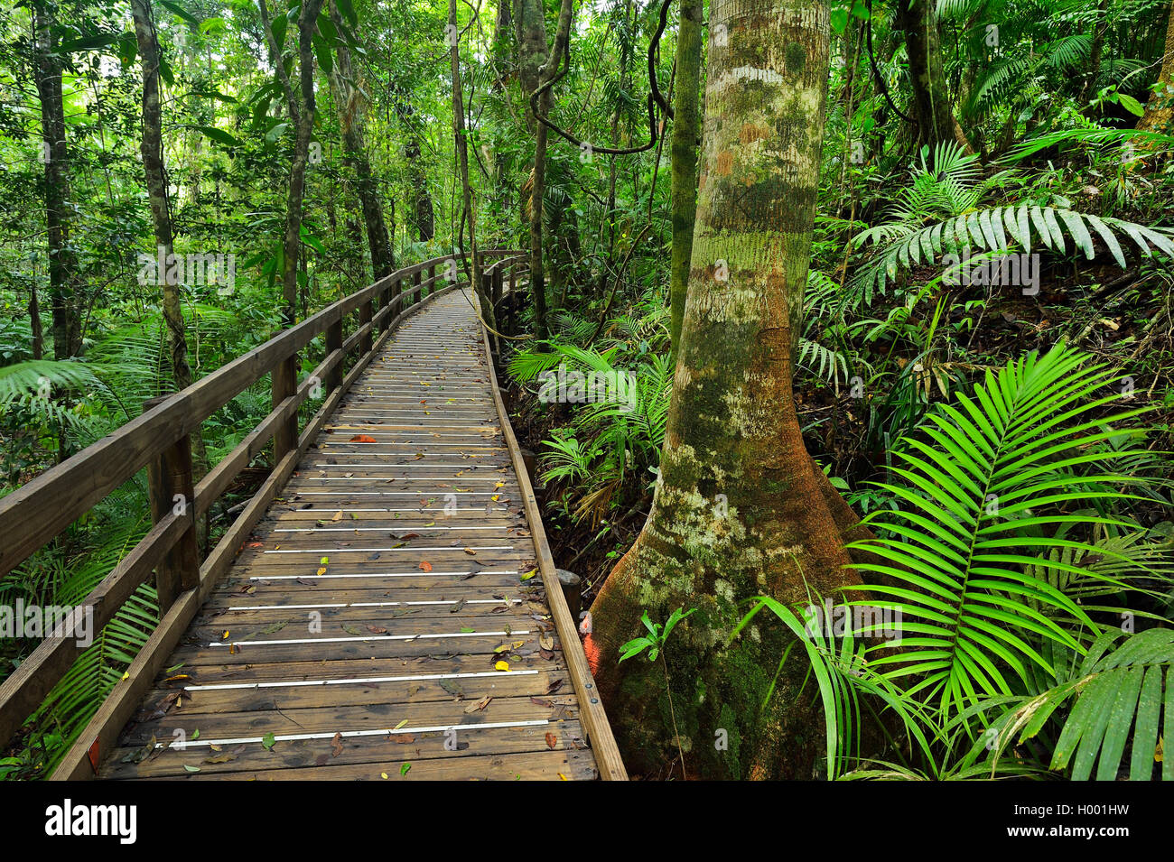 Rainforest Boardwalk in Daintree Rainforest, Australien, Queensland, Cape Tribulation National Park Stockfoto