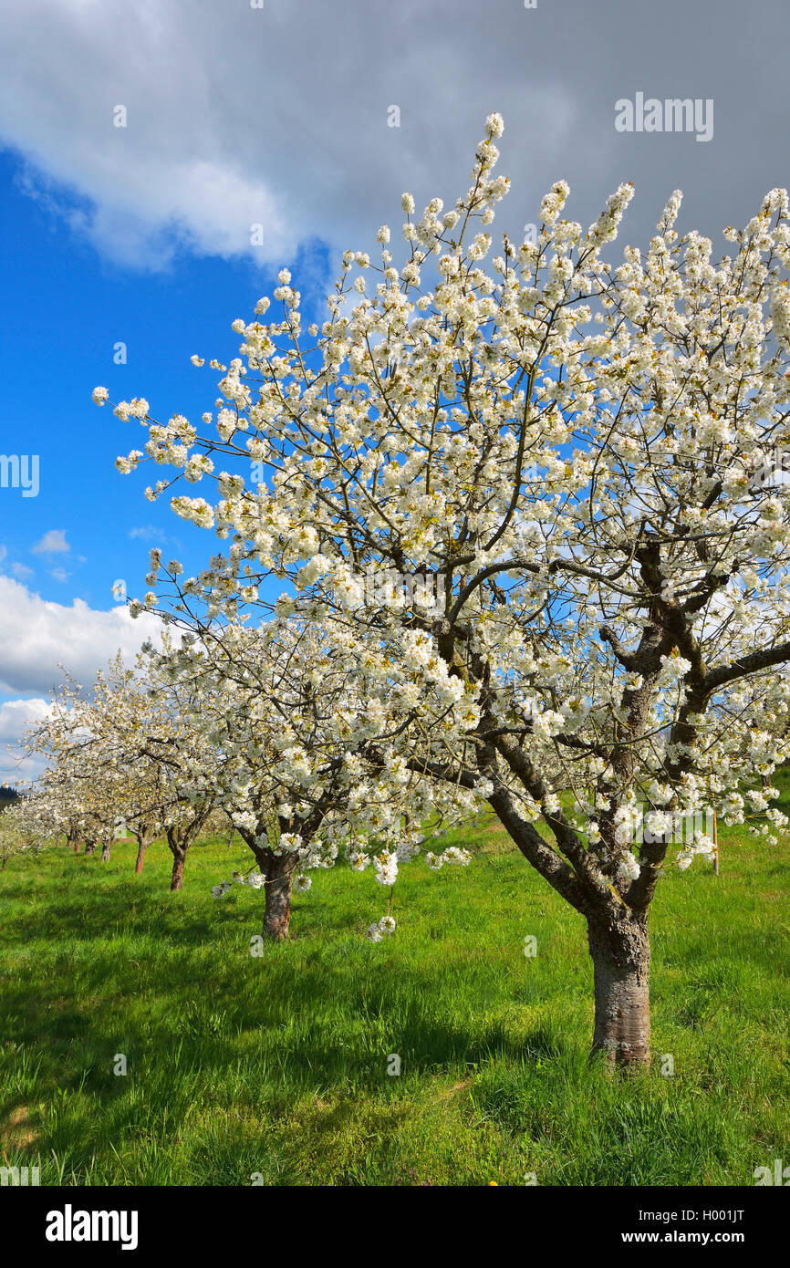 Kirschbaum, Süße Kirsche (Prunus Avium), blühende Kirschbäume im