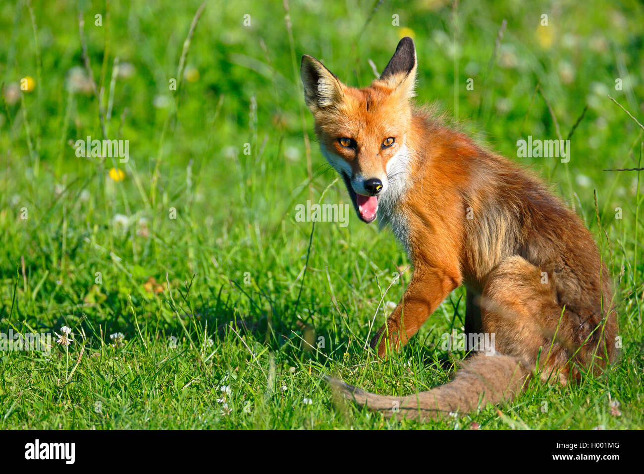 Red Fox (Vulpes vulpes), auf einer Wiese sitzen, Oeland, Schweden Stockfoto