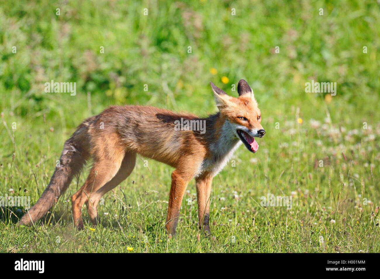Red Fox (Vulpes vulpes), stehend auf einer Wiese, Seitenansicht, Schweden, Oeland Stockfoto