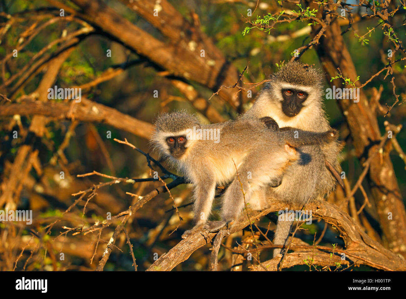 Grüne Meerkatzen, Meerkatze (Chlorocebus pygerythrus), Paar bei Pflege in den Morgen, Südafrika, Eastern Cape, Camdeboo National Park Stockfoto