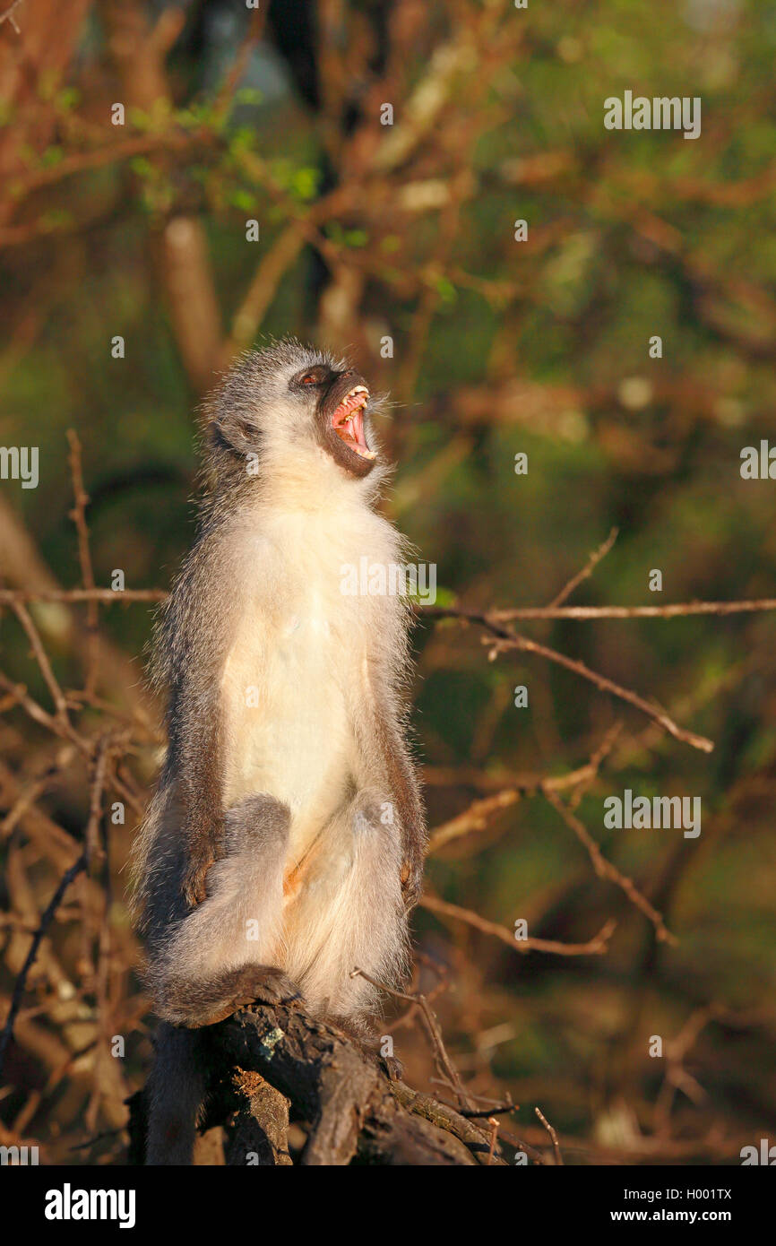 Grüne Meerkatzen, Meerkatze (Chlorocebus pygerythrus), gähnen Affe sitzt auf einem Baum in der Morgensonne, Südafrika, Eastern Cape, Camdeboo National Park Stockfoto