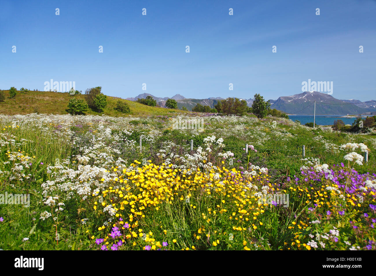 Blumenwiese, Norwegen, Tromsoe, Hillesoya Stockfoto