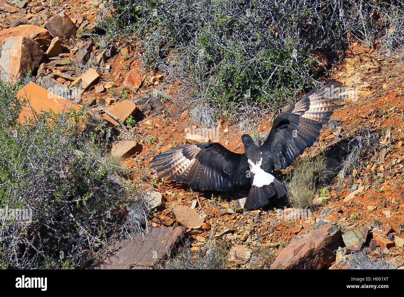 Verreaux's Eagle (Aquila verreauxii), in eine Schlucht zu fliegen, Südafrika, Western Cape, Karoo National Park Stockfoto