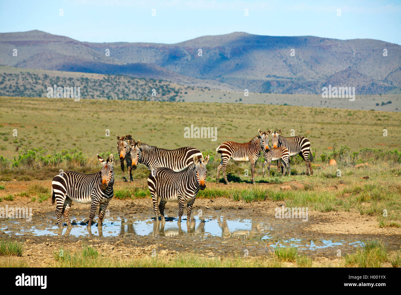 Cape Mountain Zebra, Mountain Zebra (Equus zebra Zebra), Herde an einem Wasserloch, Südafrika, Eastern Cape, Mountain Zebra National Park Stockfoto