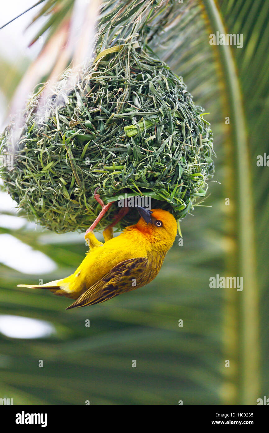 Cape Weaver (Ploceus capensis), Männchen das Nest, Südafrika, Knysna bauen Stockfoto