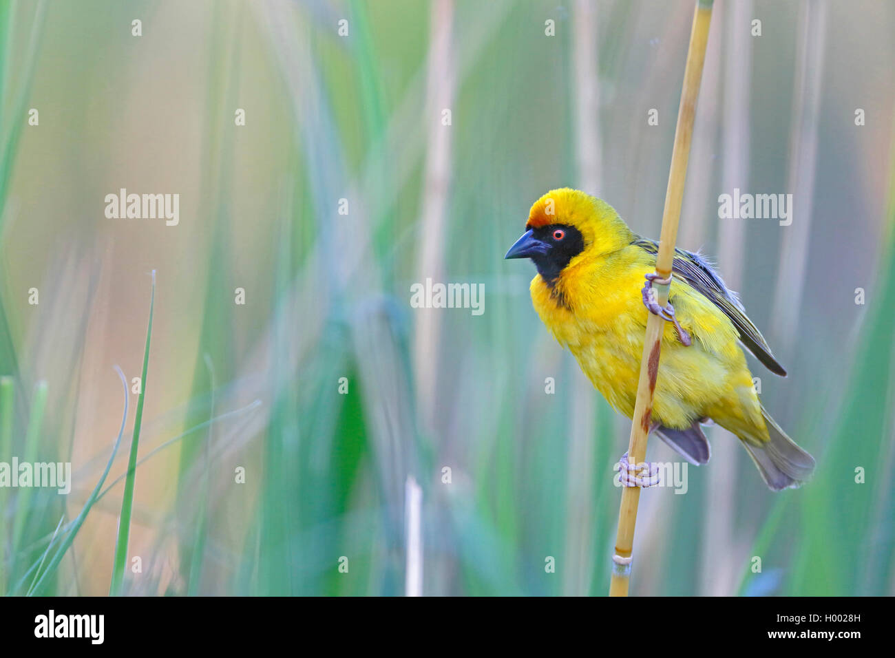 Afrikanische maskierte Weaver (Ploceus velatus), männlich sitzt in Schilf, Südafrika, Western Cape, Karoo National Park Stockfoto