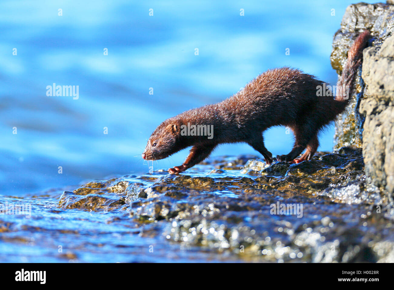 American mink Mink (Mustela Couture, couture Neovison), zu Fuß zum Wasser, Seitenansicht, Schweden, Oeland Stockfoto