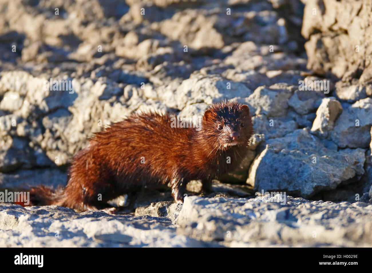 American mink Mink (Mustela Couture, couture Neovison), sitzt auf einem Felsen an der Ostseeküste, Schweden, Oeland Stockfoto