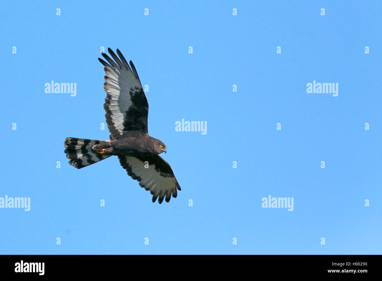 Mohrenweihe, Mohren-Weihe (Zirkus Maurus), Fliegend, Suedafrika, Westkap, Bontebok Nationalpark | schwarzen Harrier (Zirkus Maurus) Stockfoto