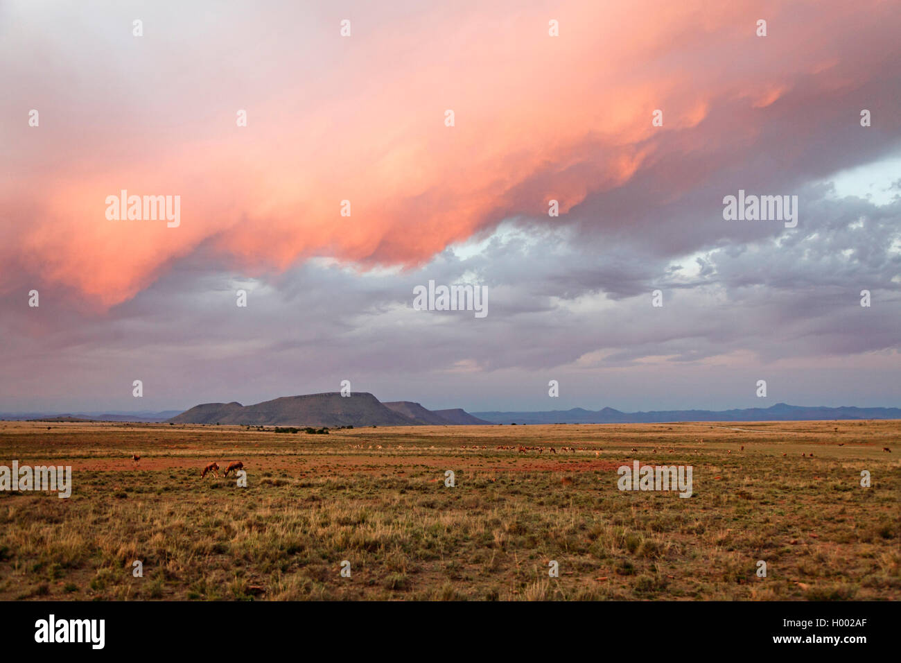 Mountain Zebra National Park, Rooiplaat nach Sonnenuntergang, Südafrika, Eastern Cape, Mountain Zebra National Park Stockfoto