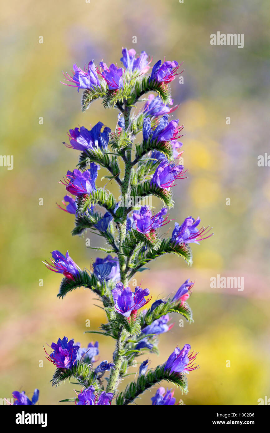 Blueweed, blaue Teufel, der Viper bugloss, gemeinsame's Viper - bugloss (Echium vulgare), Blüte, Schweden, Oeland Stockfoto